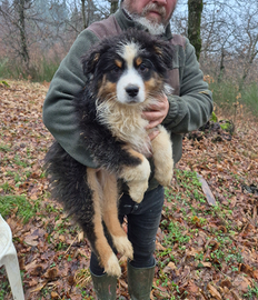 Cuccioli di pastore australiano
