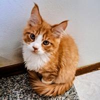 Cuccioli Maine coon
