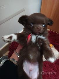 Chihuahua cioccolato maschio