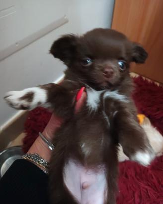Chihuahua cioccolato maschio