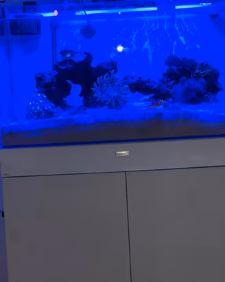 Acquario marino