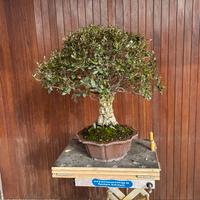 Bonsai quercia sughera