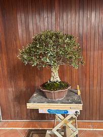 Bonsai quercia sughera