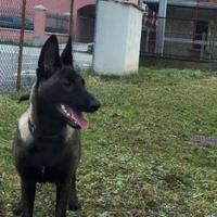 Pastore belga malinois