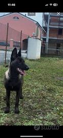 Pastore belga malinois