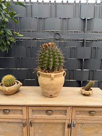 Pianta grassa (Ferocactus latispinus)