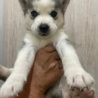 Cuccioli Husky