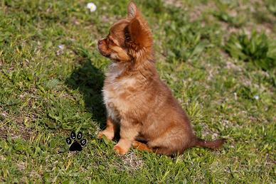 Cucciolo di chihuahua