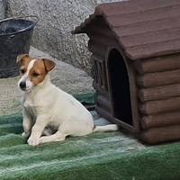 Splendida cucciola di jack russell