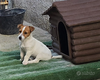 Splendida cucciola di jack russell