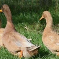 Anatre Orpington Buff