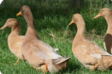 Anatre Orpington Buff