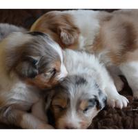 Cuccioli pastore australiano Pedegree ENCI