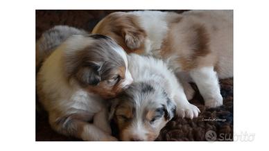 Cuccioli pastore australiano Pedegree ENCI