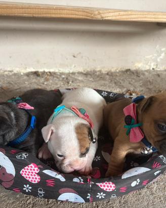 Meravigliosi Bulldog francesi