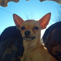 Stallone monta chihuahua maschio cane piccolissimo