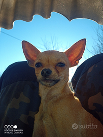 Stallone monta chihuahua maschio cane piccolissimo