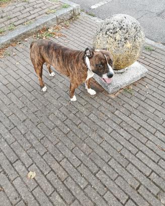 Cane dolcissimo