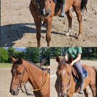 Mezzafida cavallo