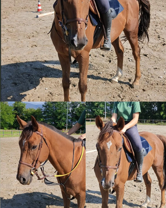 Mezzafida cavallo