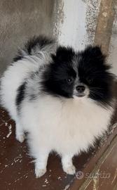 Pomerania