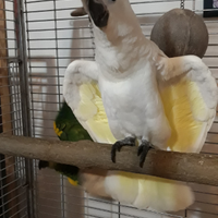 Cacatua Amazzoni allevati a mano