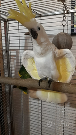 Cacatua Amazzoni allevati a mano