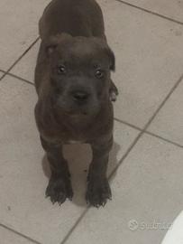 Cucciola cane corso grigia pedigree ENCI