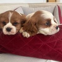 Cavalier king