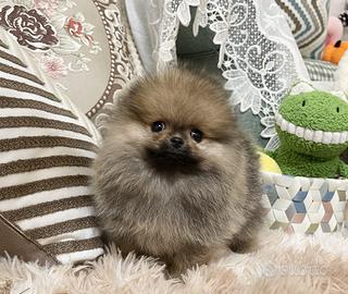 Cucciolata spitz pomerania maschi femmine