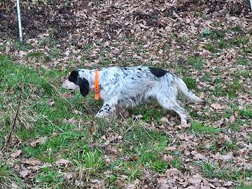 Femmina di seter inglese con pedigree