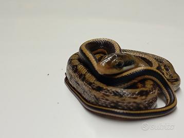 Orthriophis taeniurus friesei