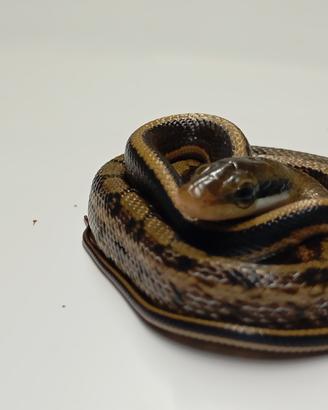 Orthriophis taeniurus friesei