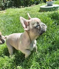 Cuccioli di bulldog francese