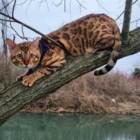 Disponibile per accoppiamento