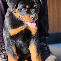 Cuccioli rottweiler