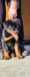 Cuccioli rottweiler