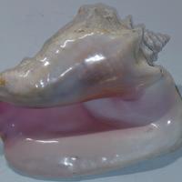 conchiglia gigante 