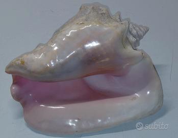 conchiglia gigante 