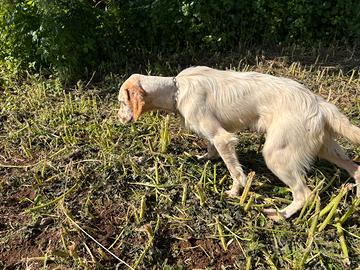 Cucciolone setter inglese