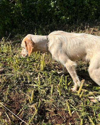 Cucciolone setter inglese