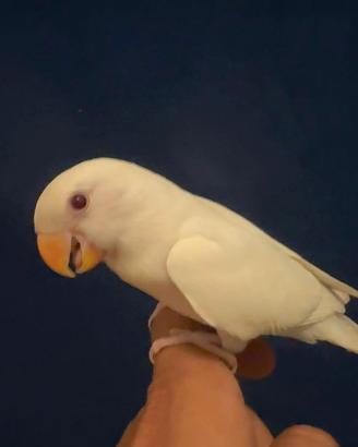 Inseparabile allevato a mano