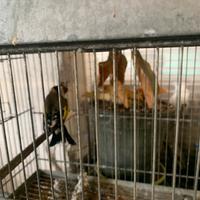 Cardellino e Lucherino