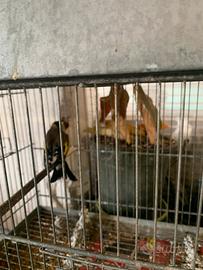 Cardellino e Lucherino