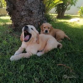 Cuccioli Golden Retrivers Alta Genealogia