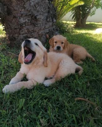 Cuccioli Golden Retrivers Alta Genealogia