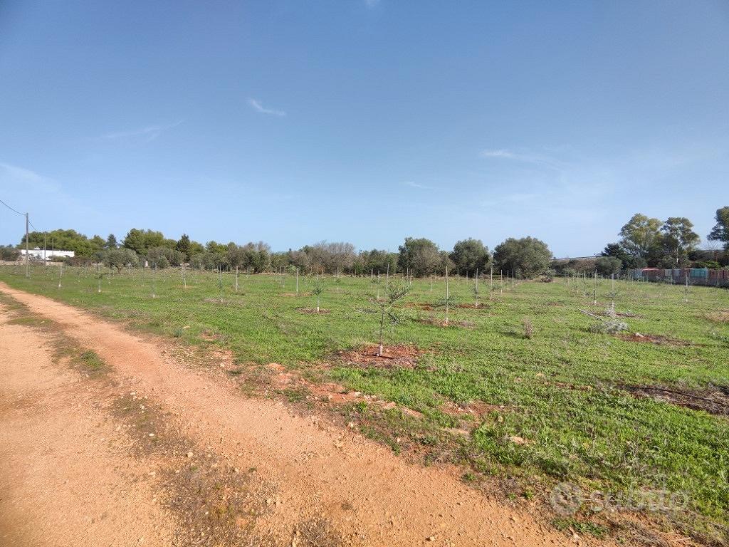 Terreno con progetto di villa con piscina - Vista 4