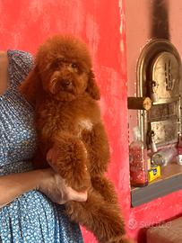 Barboncino nano Red