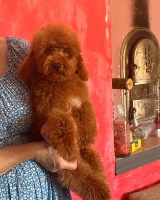 Barboncino nano Red