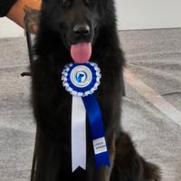 Pastore Tedesco per accoppiamento